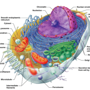 Cellular Metabolism & Nutrition