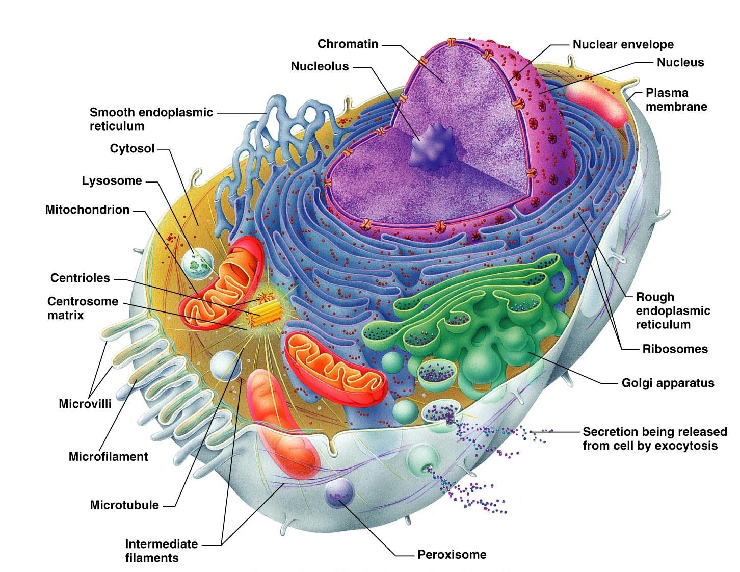 Cellular Metabolism & Nutrition