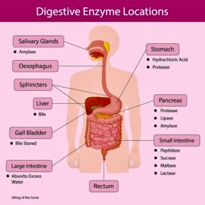 Digestive Enzymes